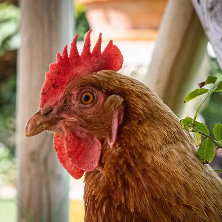 דירה Fontemaggio קולה ואל ד'אלזה