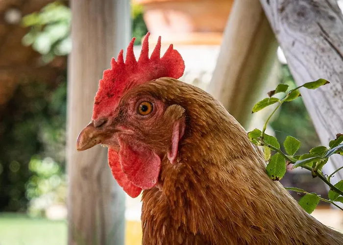 아파트 Fontemaggio 콜레 발델사